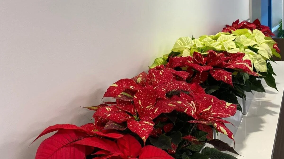 poinsettia+row+bc+angle.jpg