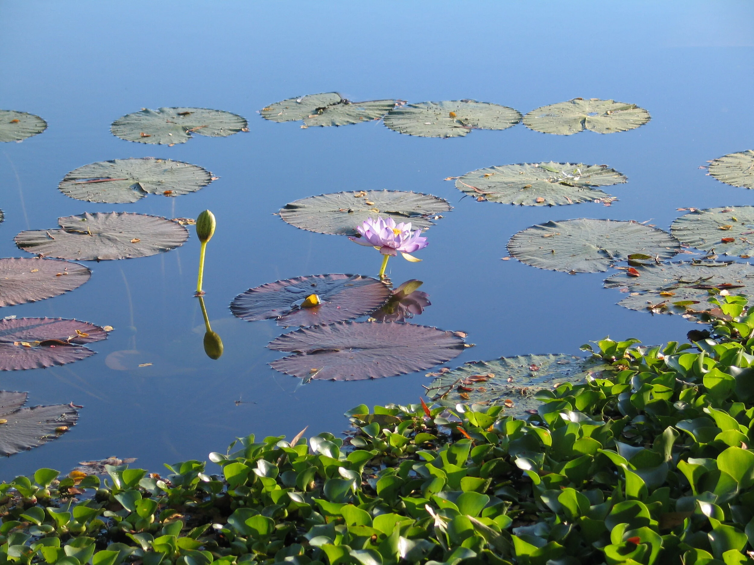 AAPage 3. Waterlilies.jpg