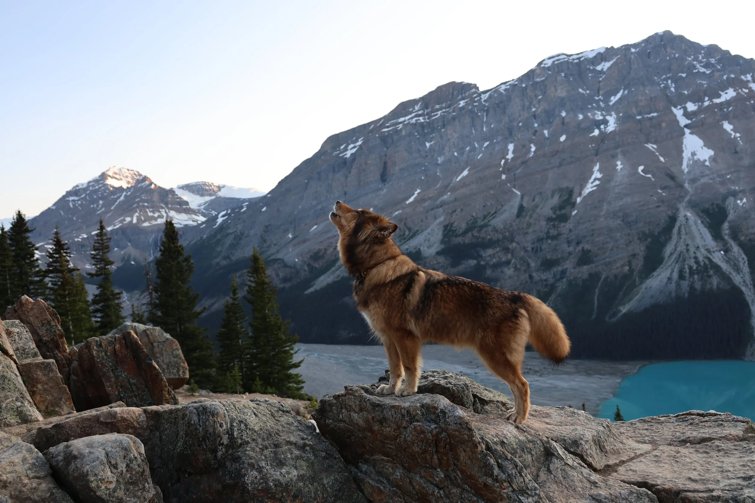 A brown and black dog standing on rocks, howling or barking, in a mountainous landscape with snow-capped peaks, pine trees, and a lake in the background.