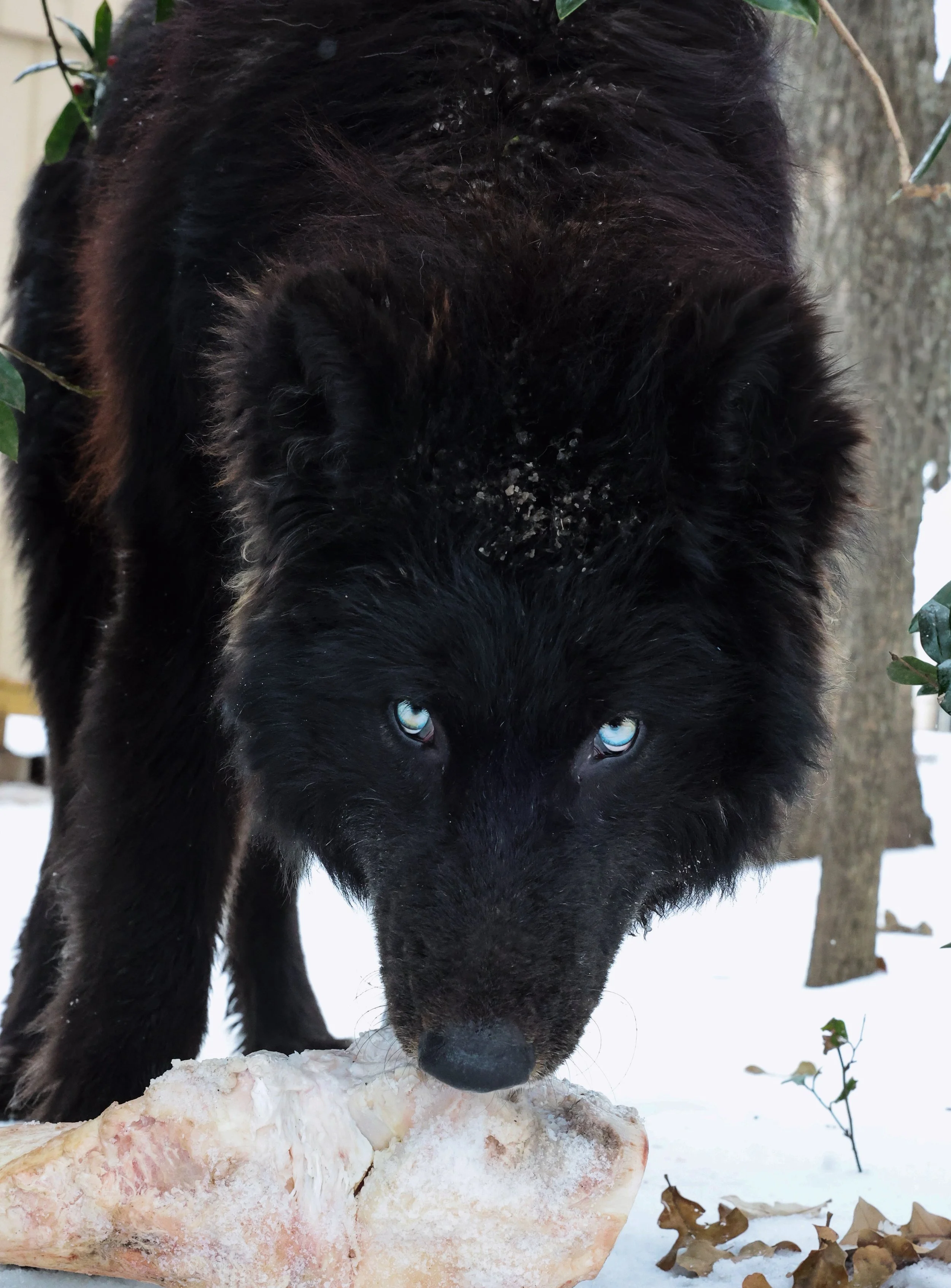 Male Wolfdogs & Hybrids For Sale — Wander With Willow