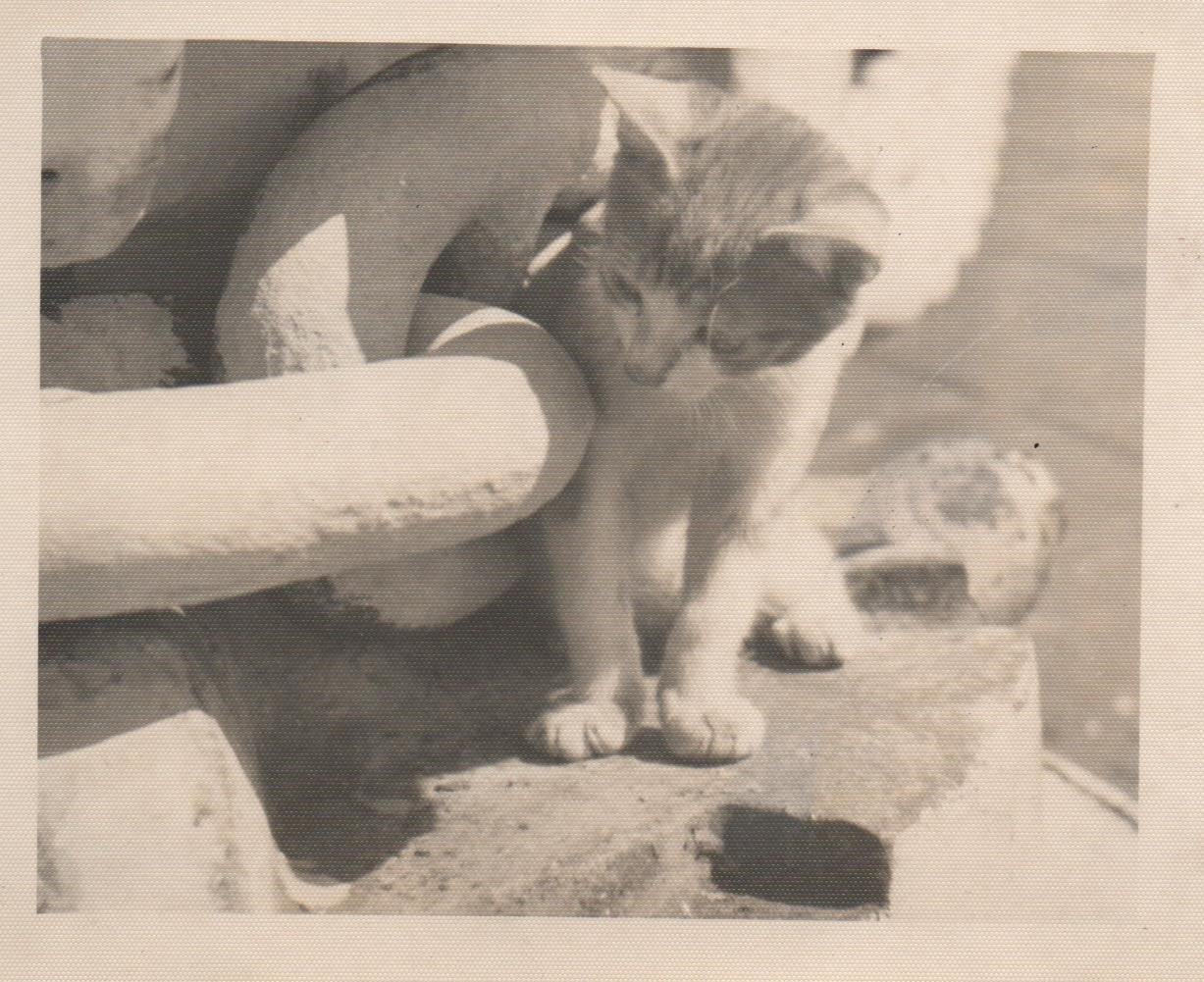 HMS Belfast ships cat Tojo 1.jpeg