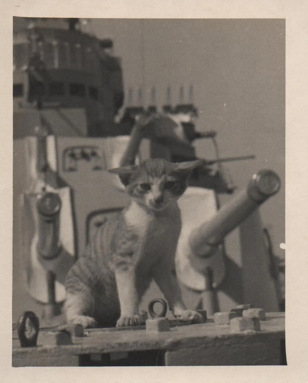 HMS Belfast ships cat Tojo 2.jpeg