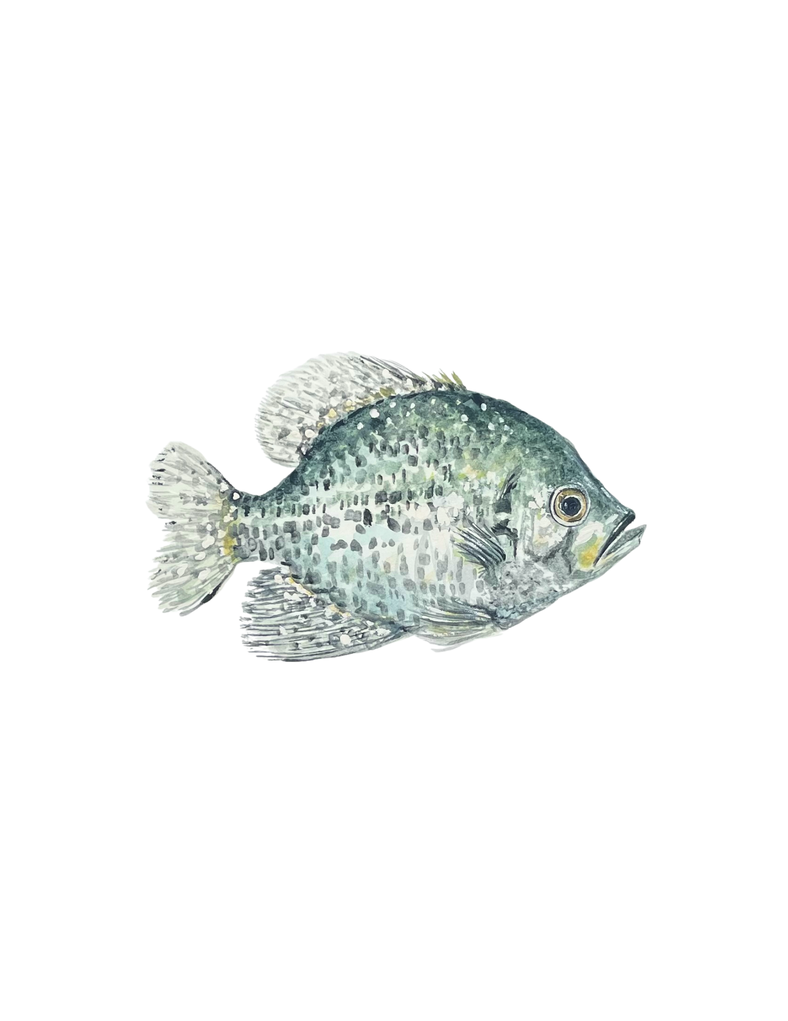 Crappie - 5x7 Print