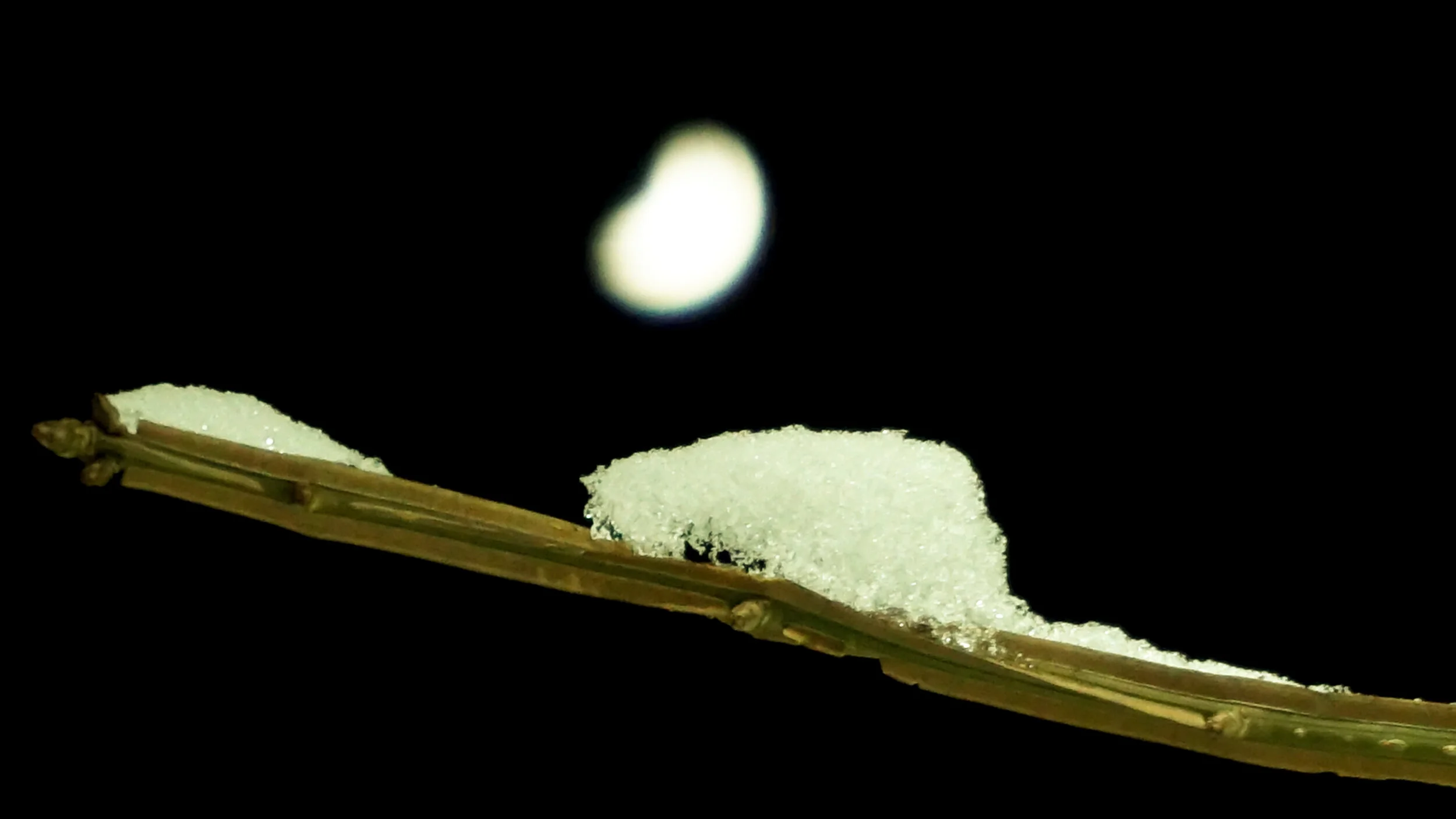 ORG_DSC01964.jpg