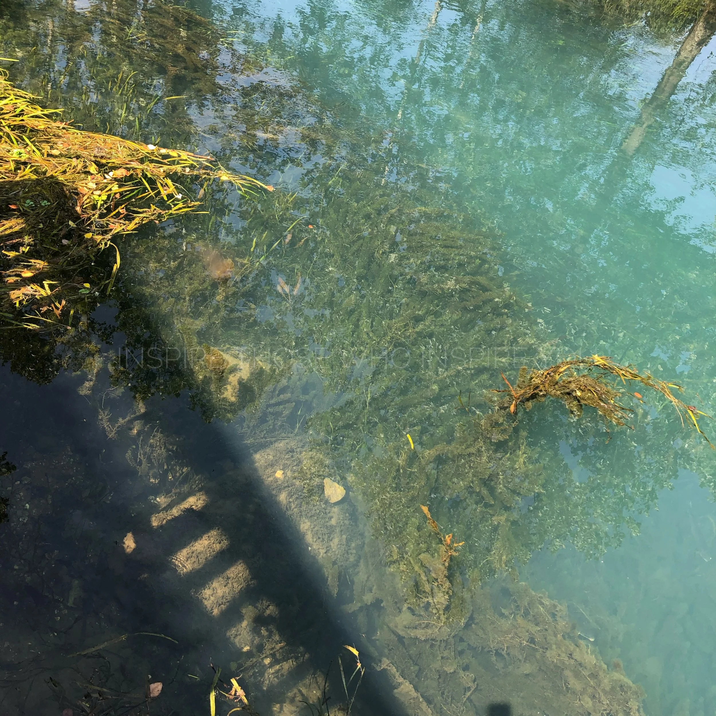 Coral Reefs & Kangaroos