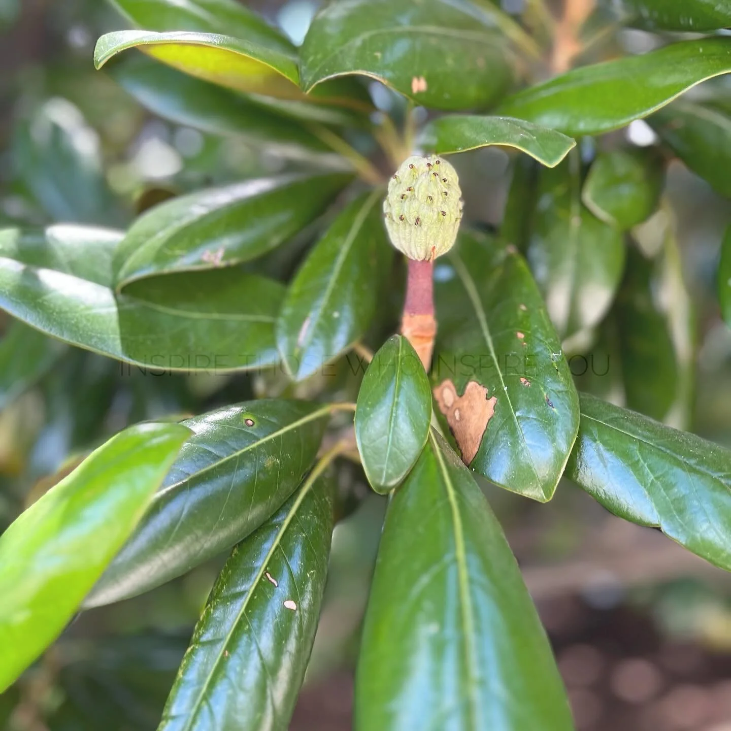 #NewPost &ldquo;Temples &amp; Tropics&rdquo; (now live!)

From Mayan ruins to island songs, these nations hold ancient stories beneath the sun

✈️: 🇭🇹 => 🇭🇳 => 🇯🇲 => 🇲🇽 => 🇳🇮 => 🇵🇦 

If you&rsquo;ve visited, lived in, or we