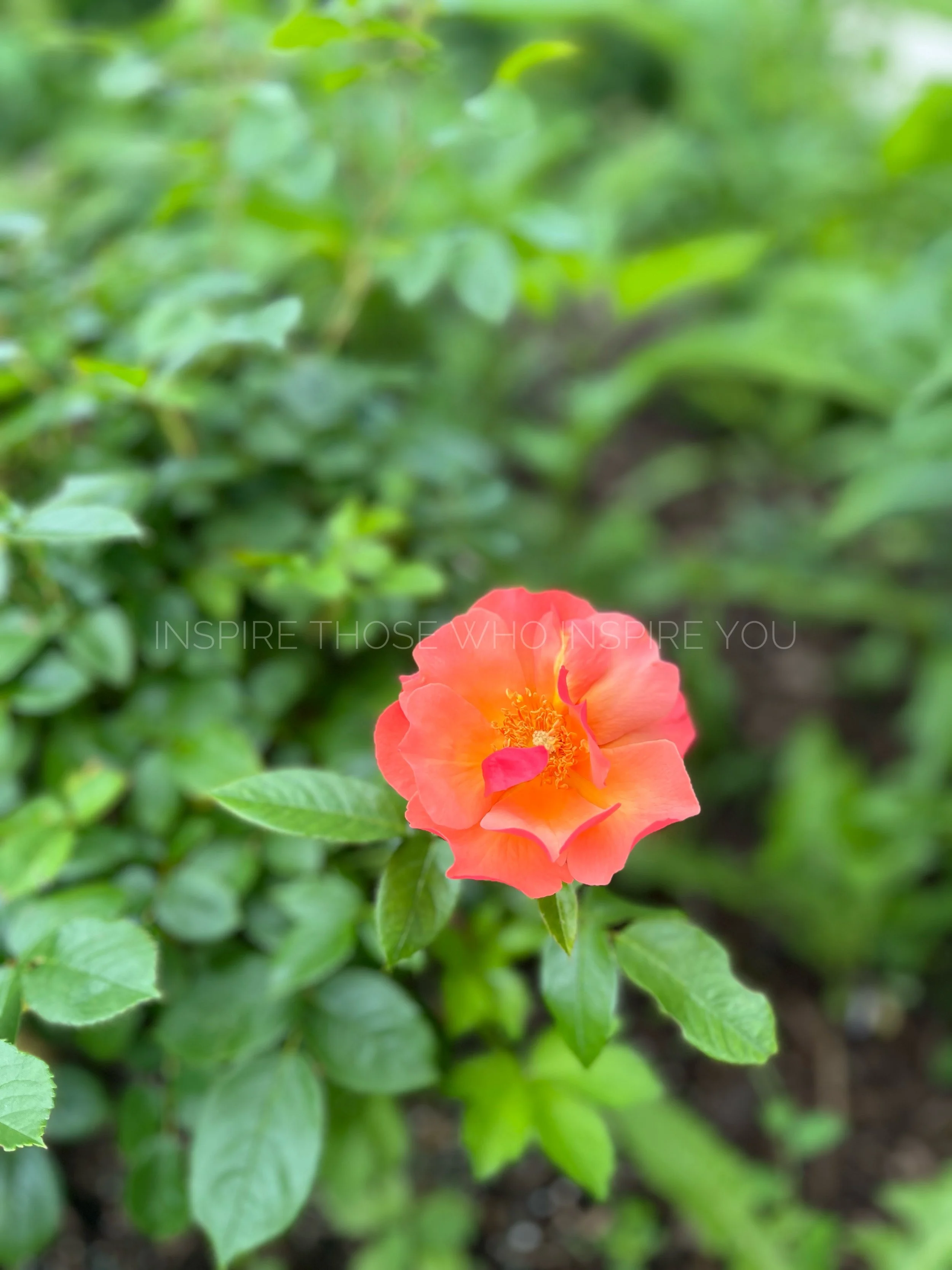 A pink-orange rose flower with green leaves in the background.