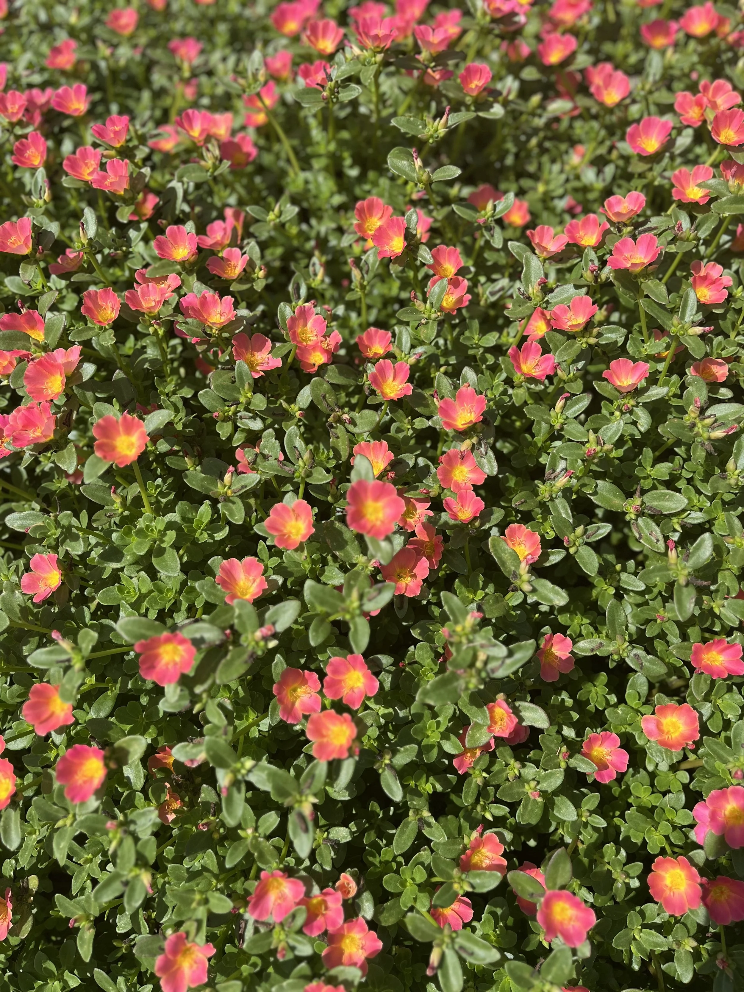 Close-up of a dense cluster of pink and yellow flowering plants with small green leaves.