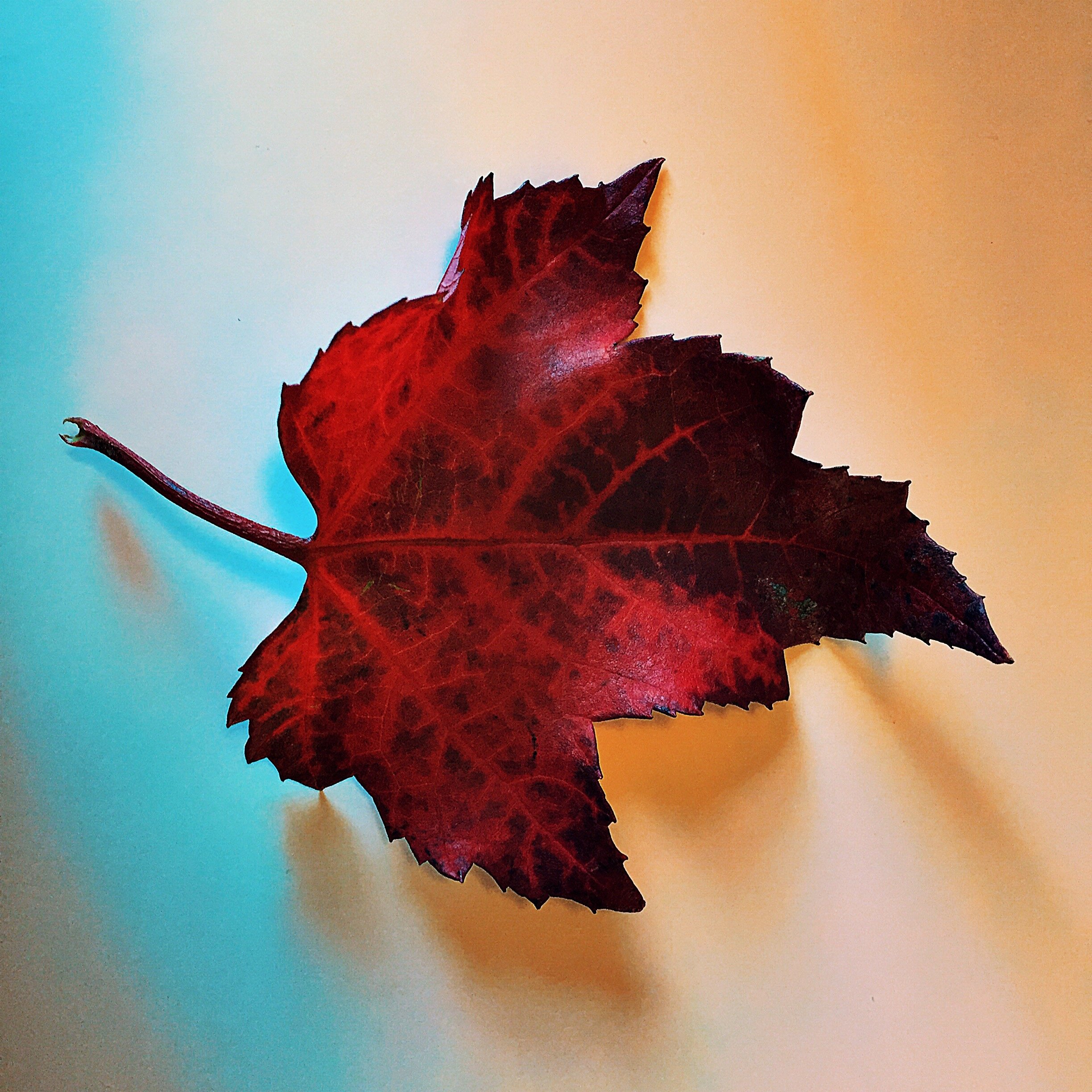 DA765301-1C25-4508-BC1F-A091762495B6 2.jpeg