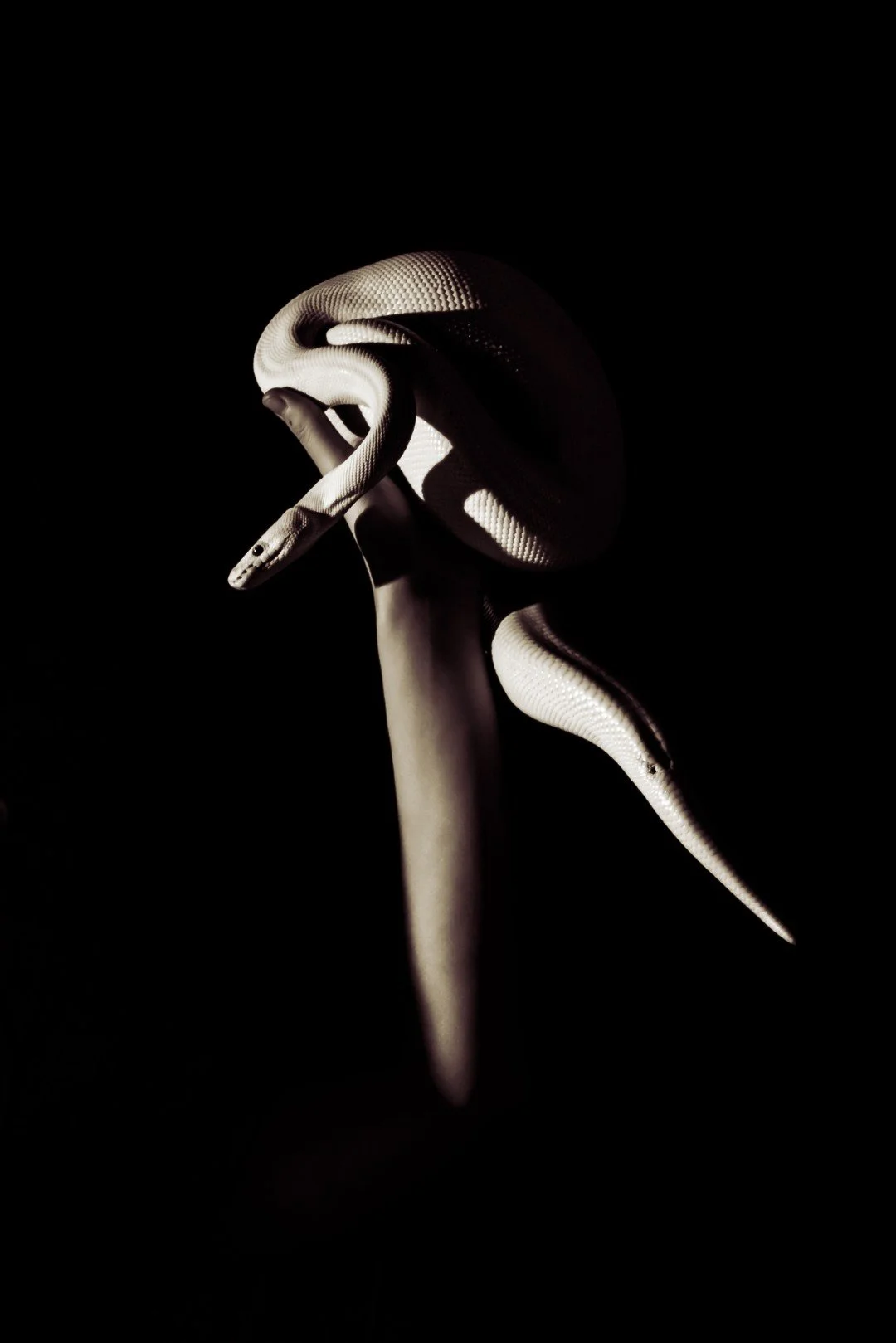 Nyx and Zuzu-3 (Large).JPG