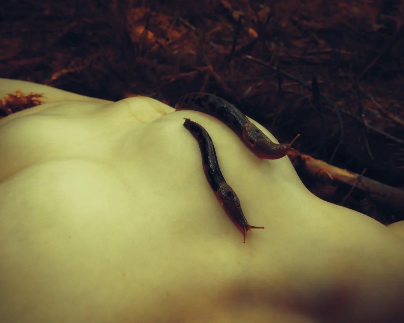 Slug scapes-25 (Large).JPG