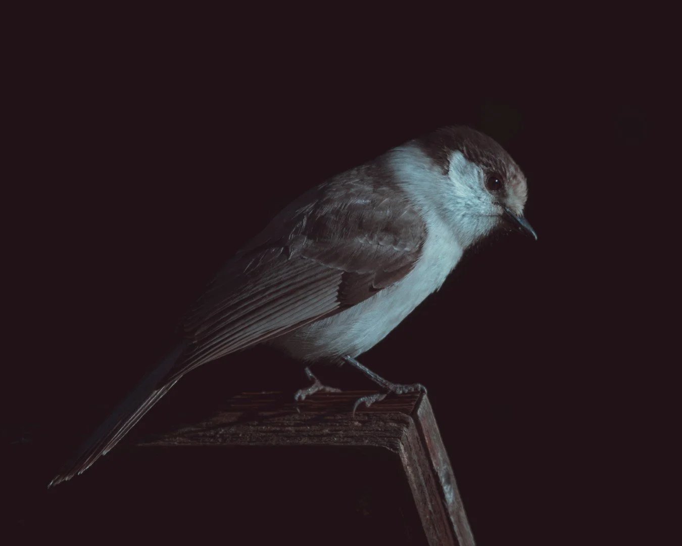 mt hood -70 (Large).JPG