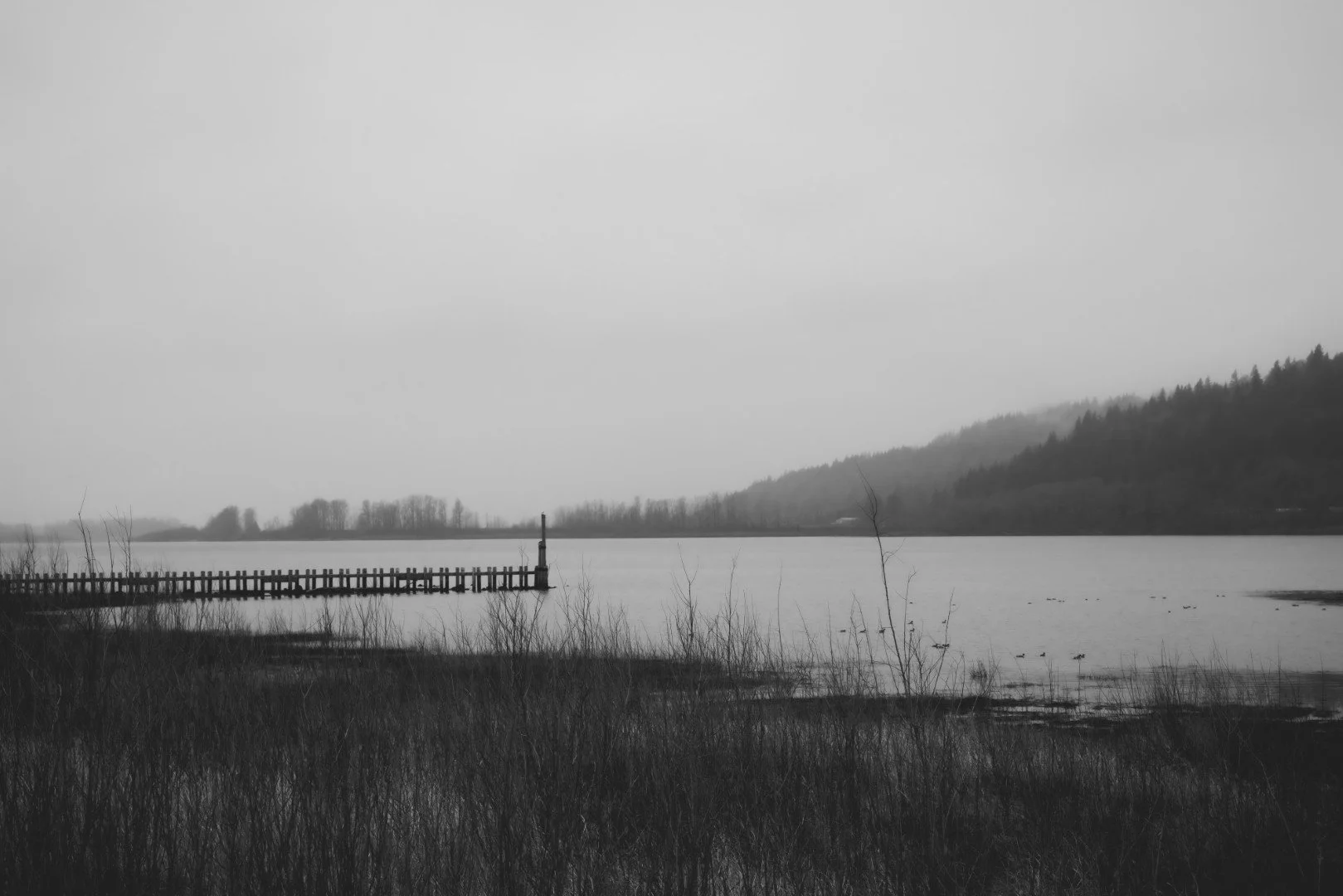 Planted-31 (Large).JPG