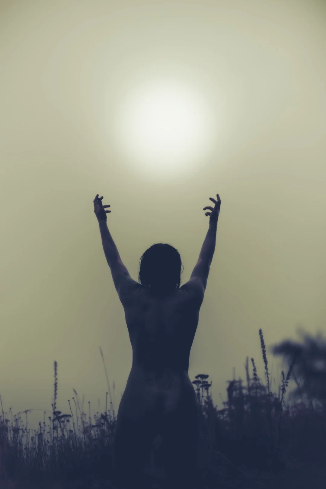 Zander wasp -68 (Large).JPG