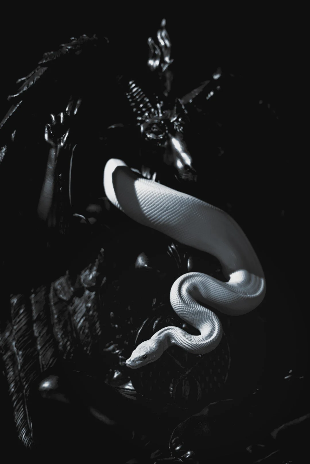 Nyx and Zuzu-11 (Large).JPG