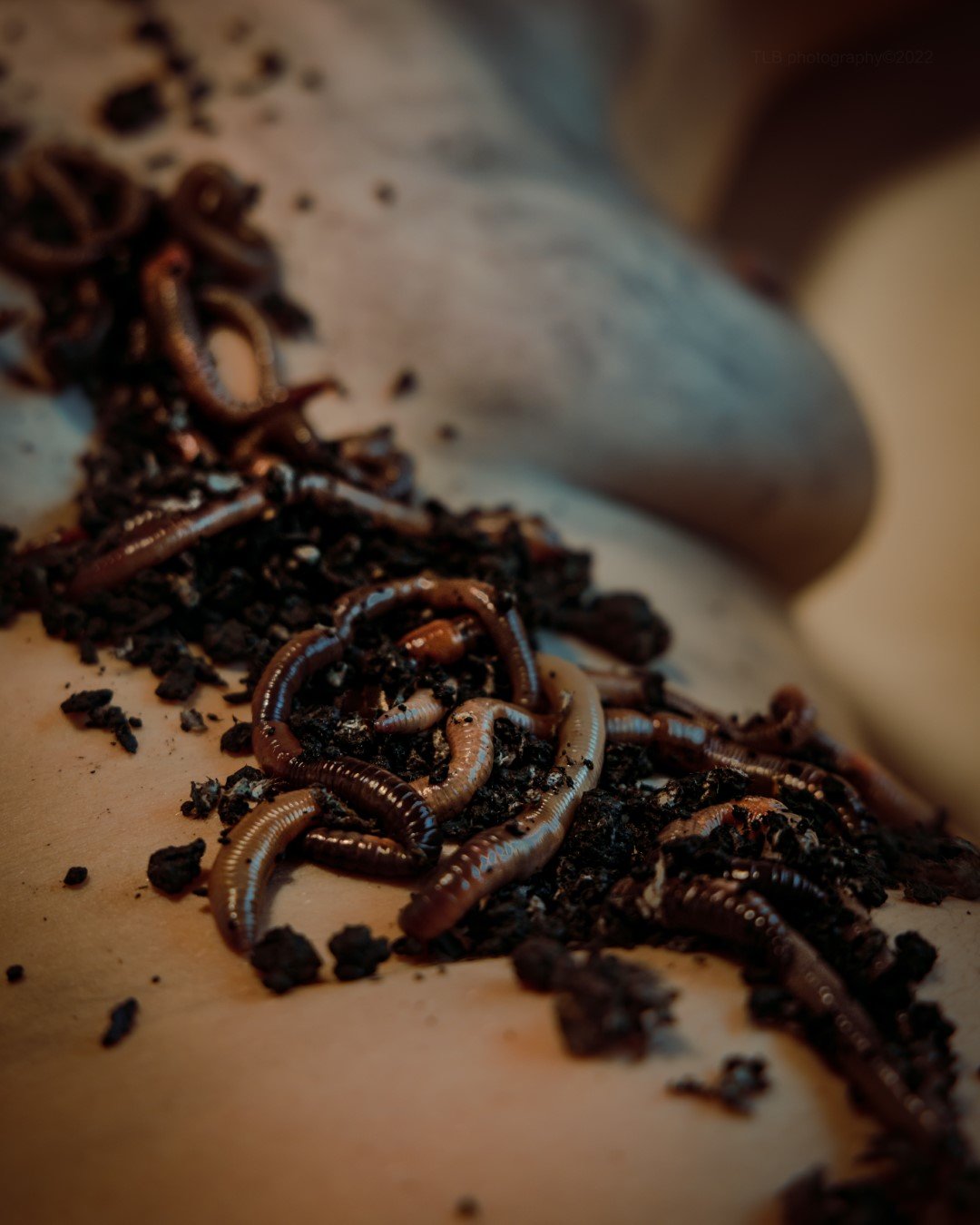 Demon fever dream-123 (Large).JPG