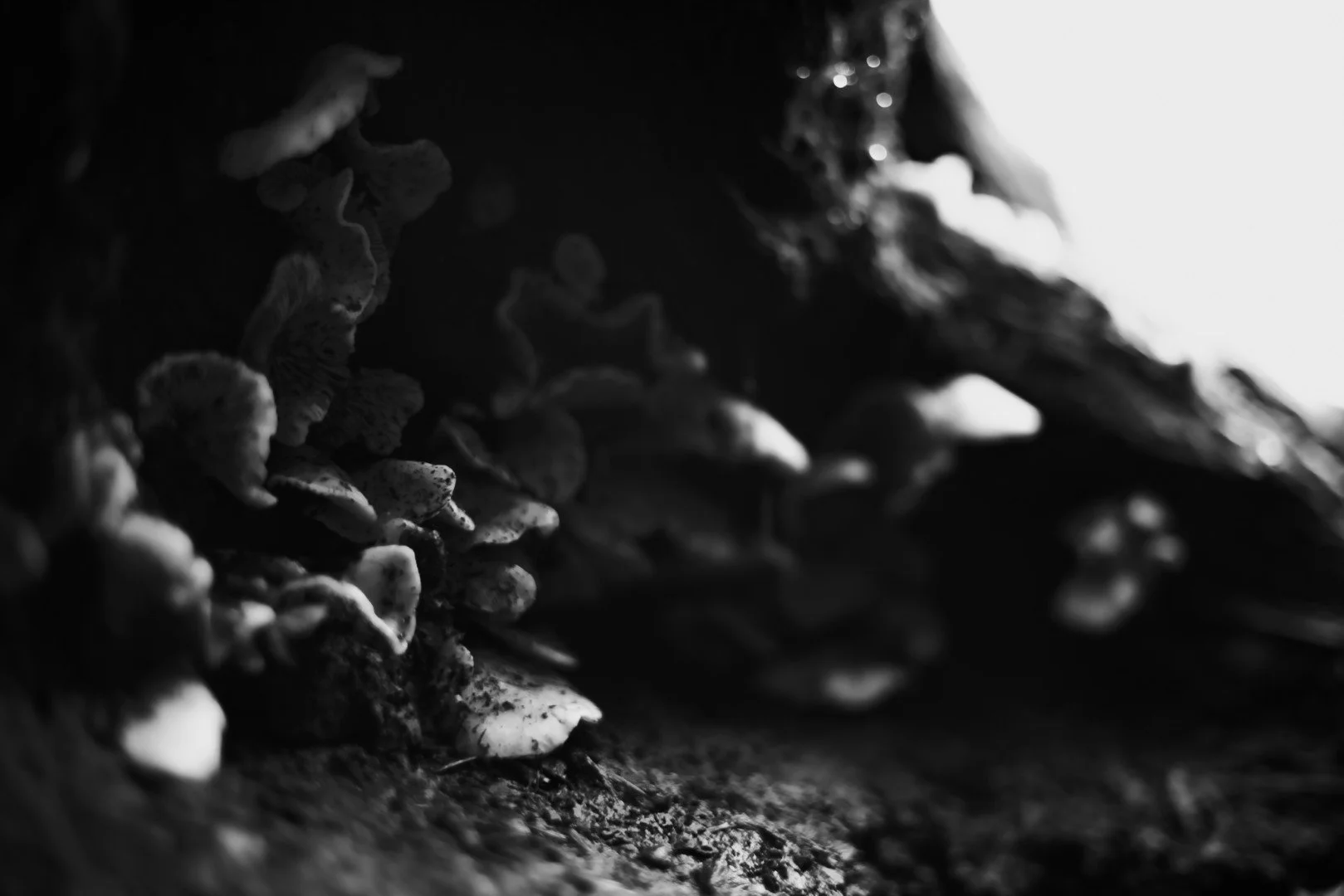 mt hood -44 (Large).JPG