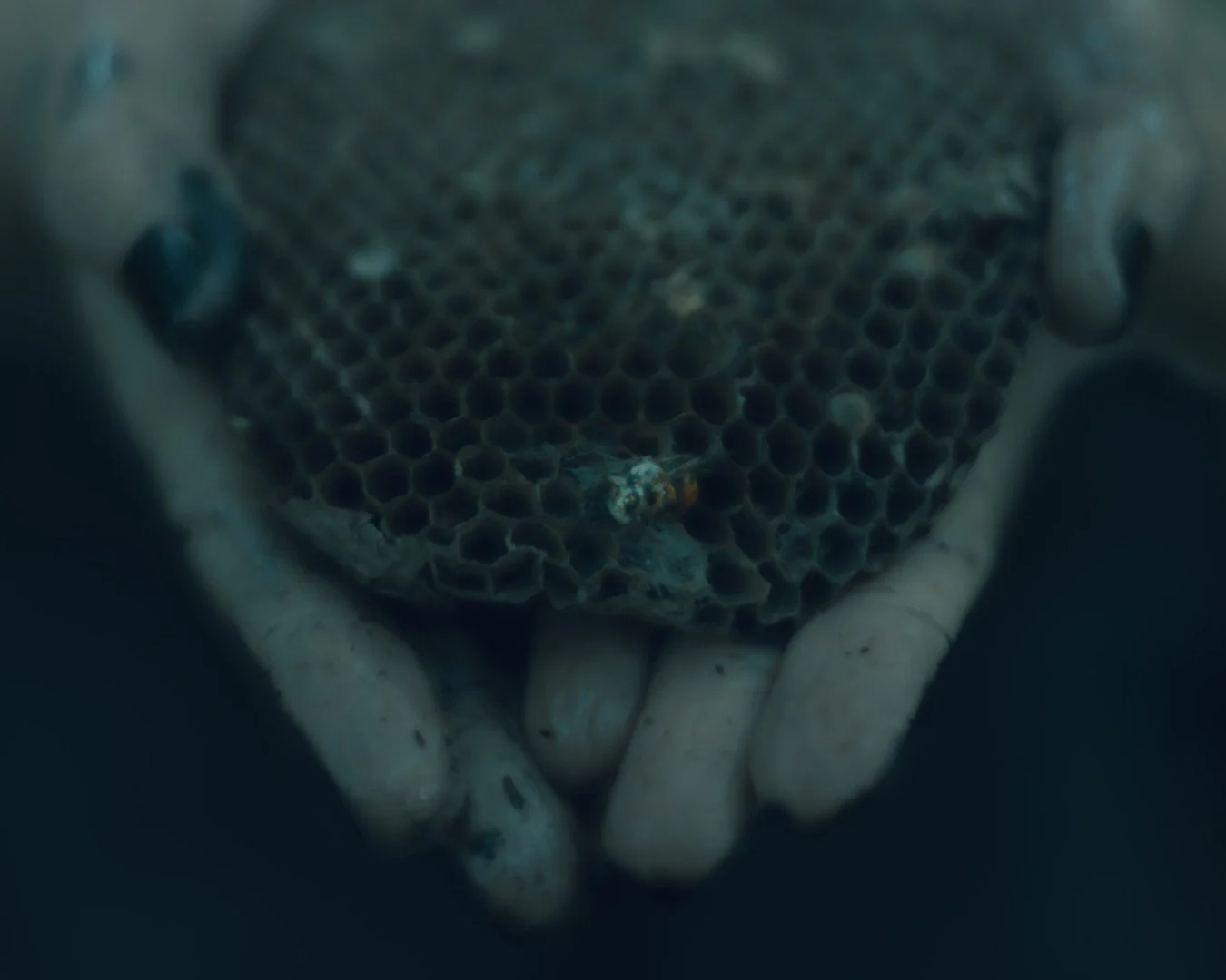 Zander wasp -15 (Large).JPG