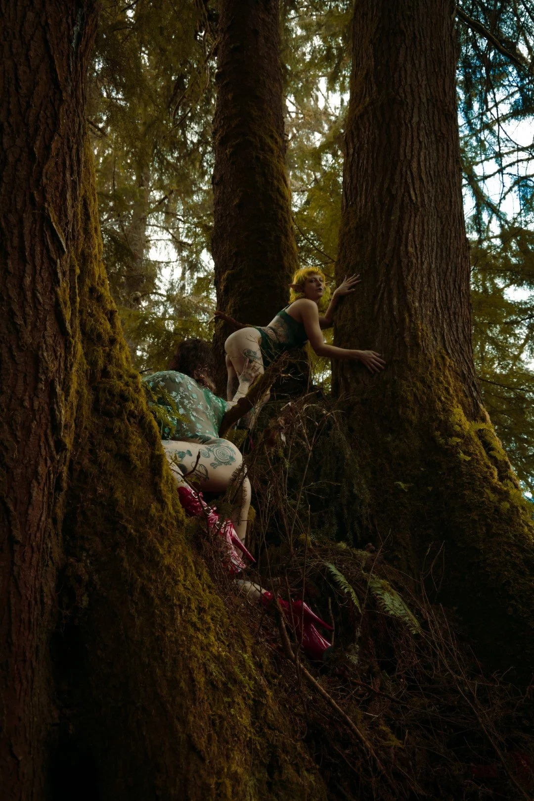 devil tree-6 (Large).JPG