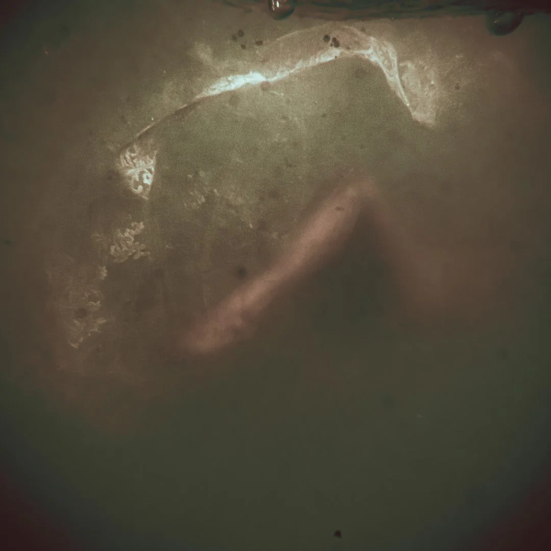 oct 3 pool-175 (Large).JPG