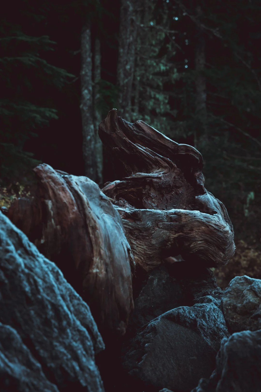 mt hood -76 (Large).JPG