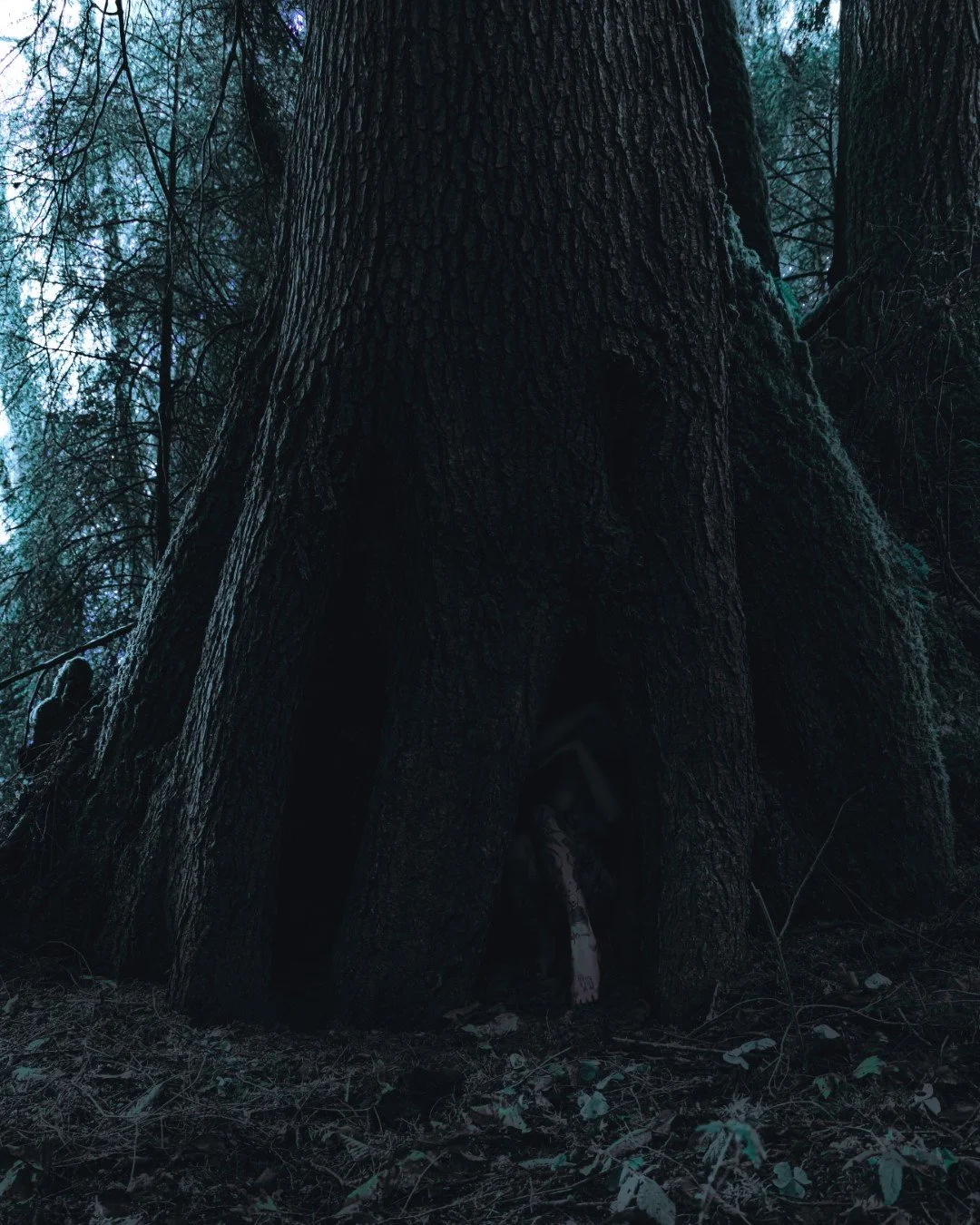 devil tree-12 (Large).JPG