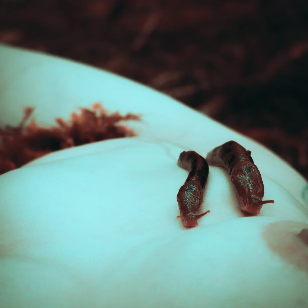 Slug scapes-24 (Large).JPG