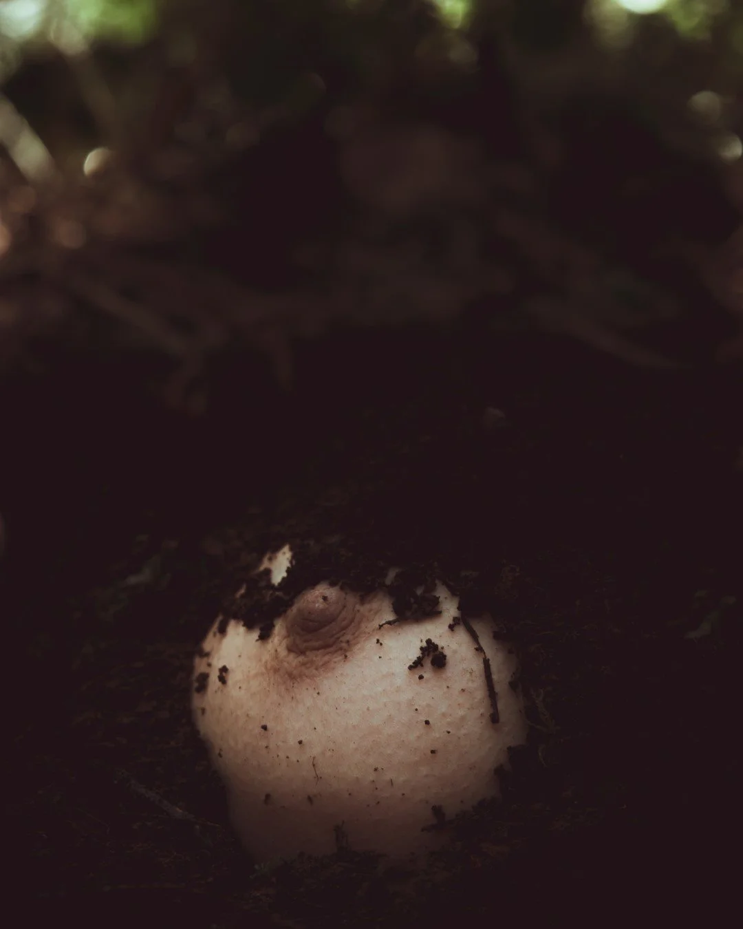 Emergence-21 (Large).JPG