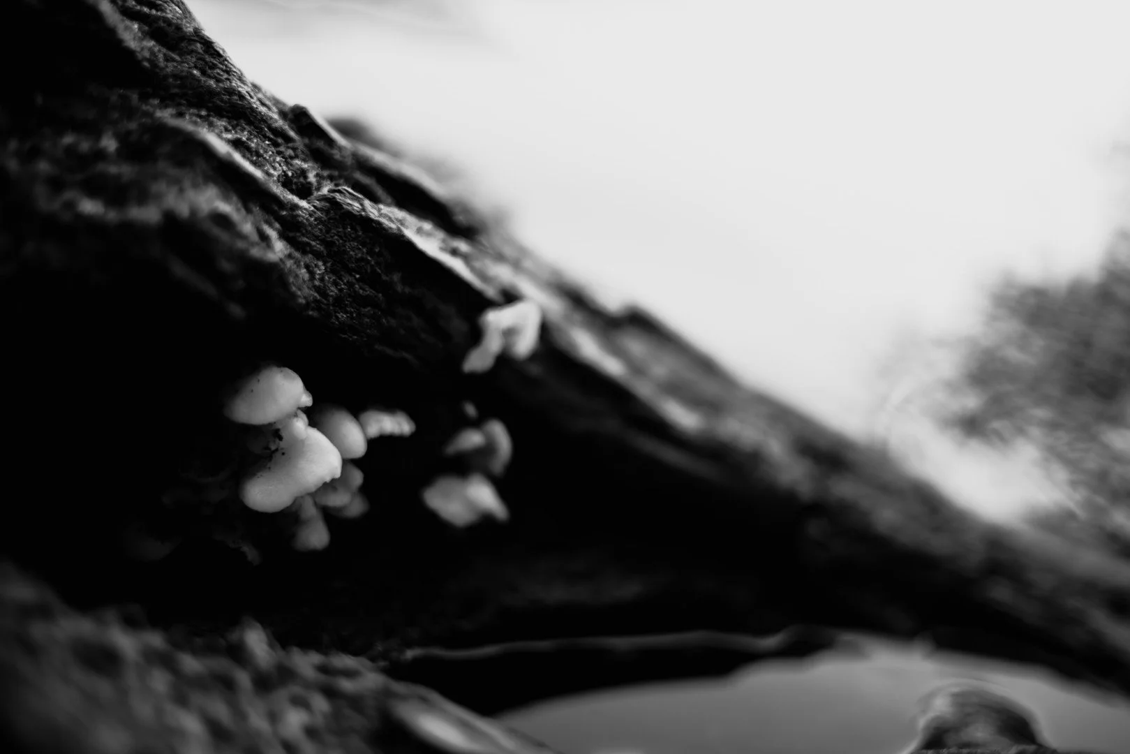 mt hood -47 (Large).JPG