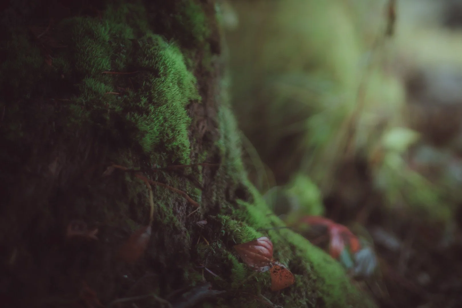 mt hood -26 (Large).JPG