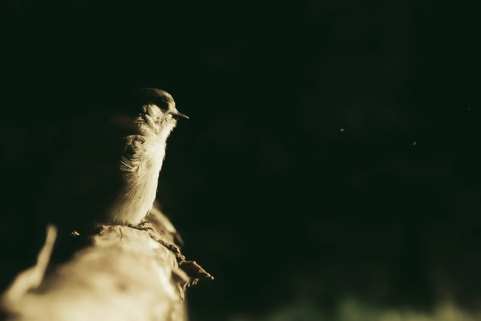 mt hood -68 (Large).JPG