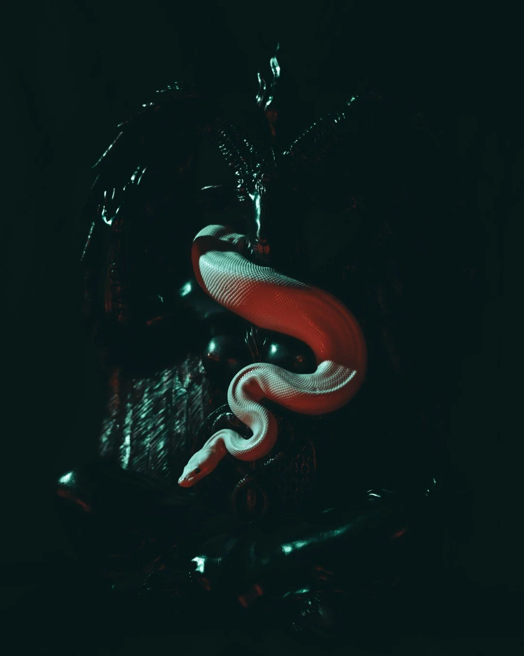 Nyx and Zuzu-10 (Large).JPG