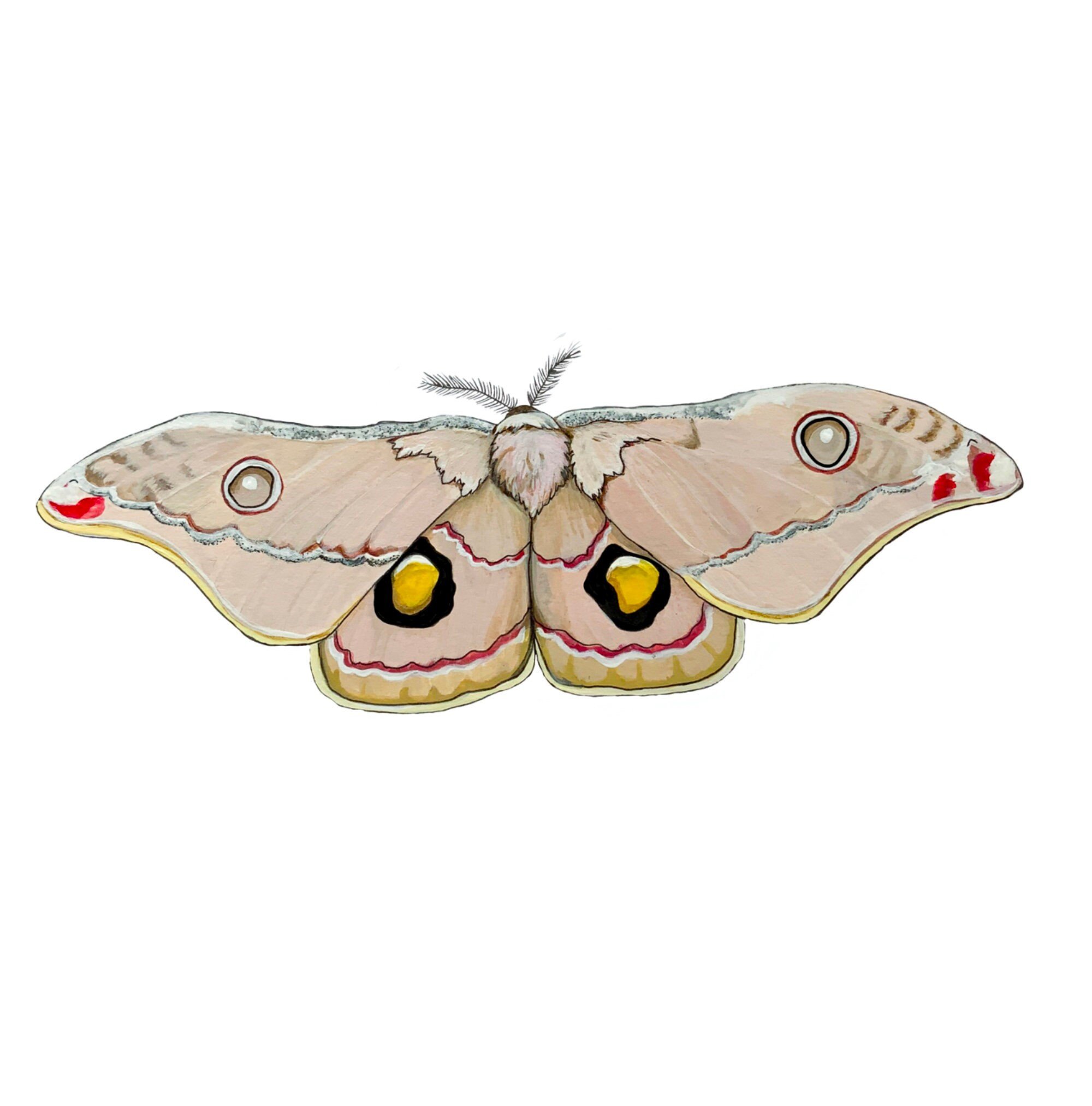 https://i.etsystatic.com/24416273/r/il/ebd58b/4865333481/il_fullxfull.4865333481_lhzk.jpg