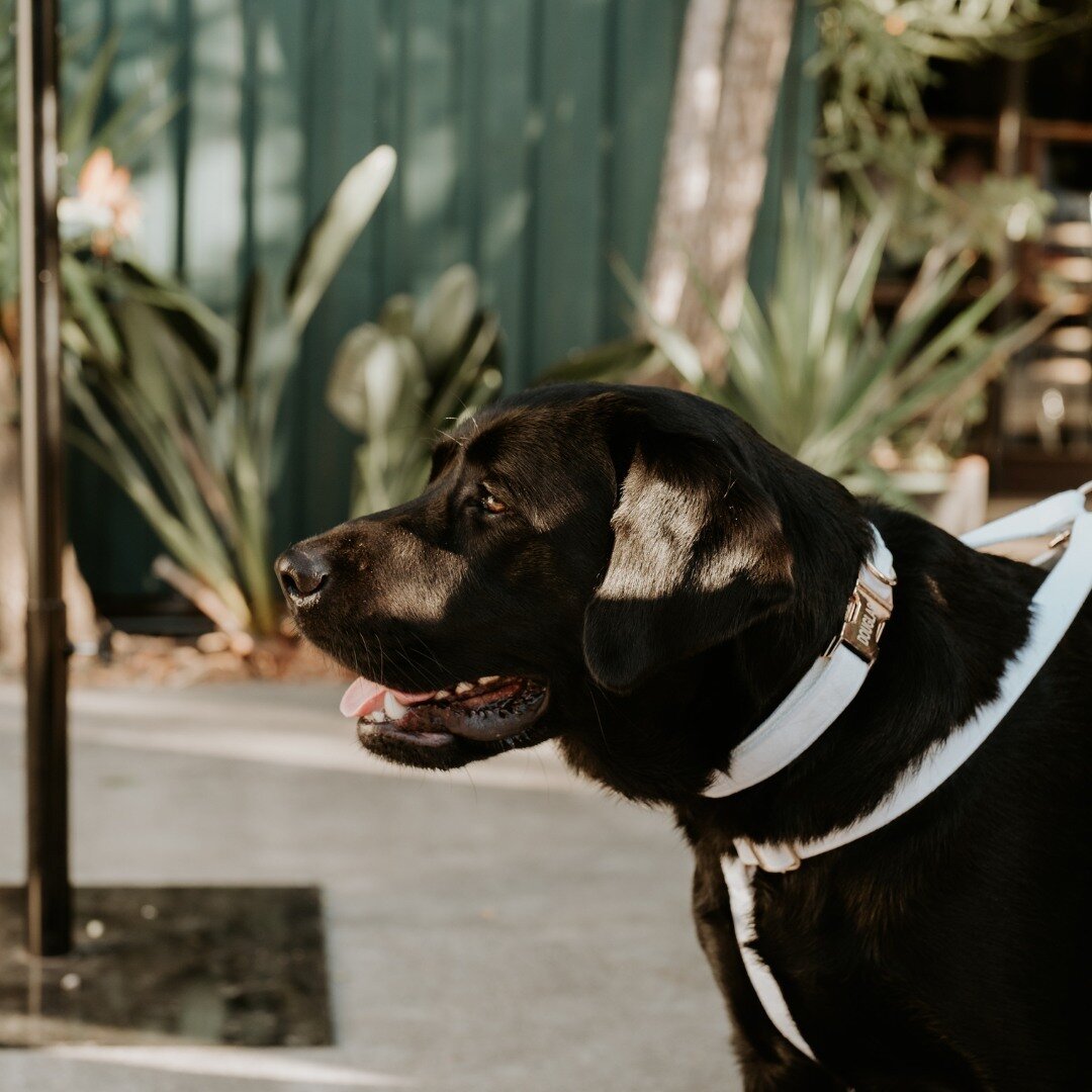 Paws and relax at The Black, where every member of the family (furry ones included) gets to enjoy the vibe. 🐾✨ #DogFriendly #TheBlackBrisbane #PawsAtTheBlack

📸 @doeanddeer_photography