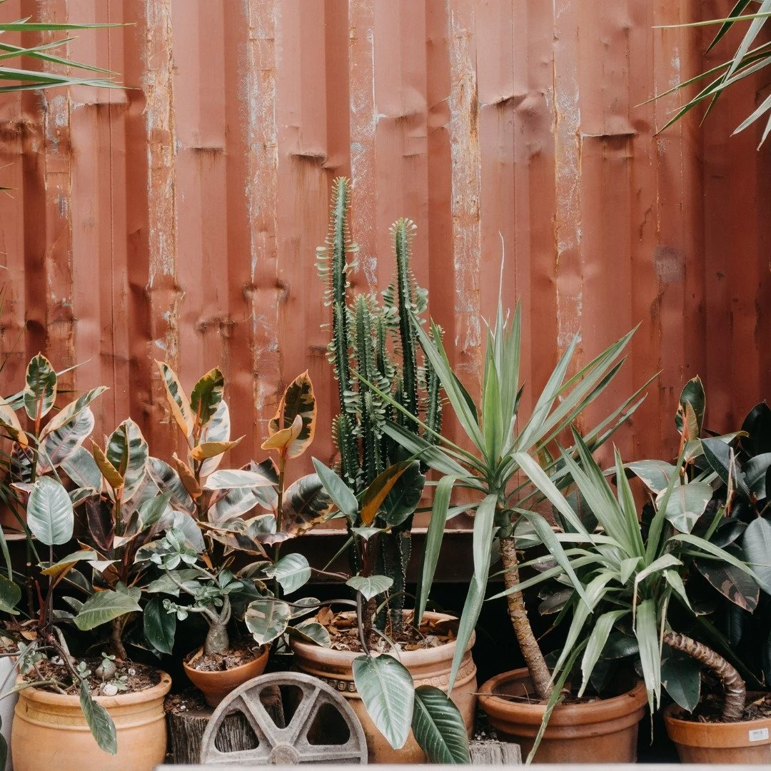Embrace the tranquility of our outdoor space and unwind with your favourite brew 🍃☕ 
#Relaxation #CoffeeBreak #PeacefulCafe  #BrisbaneCafes #BrisCafeScene #BrisbaneCoffee #coffee #coffeelover #cafe #bnecoffee