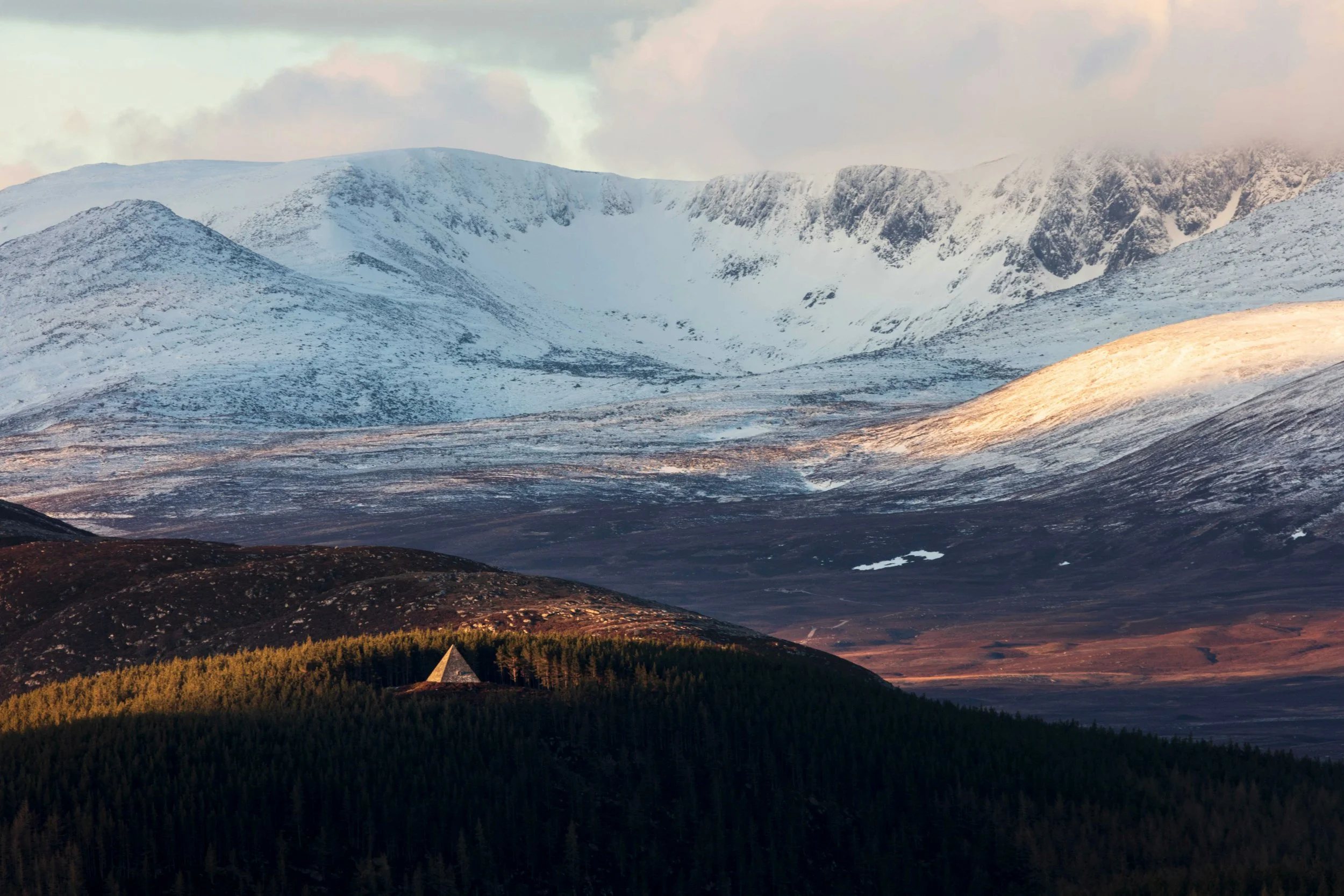 Cairngorms Park, pink heather in Scotland