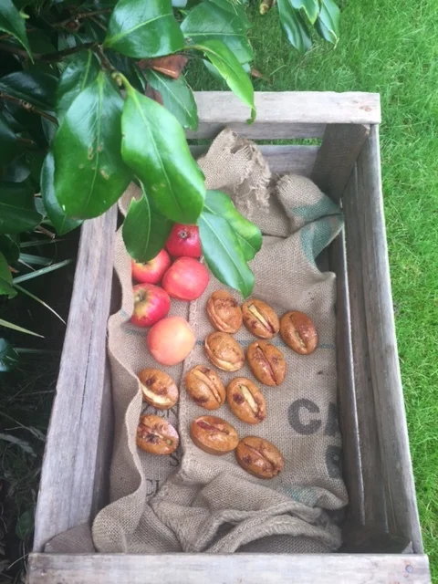 Pain D'Epice with Autumn Apples