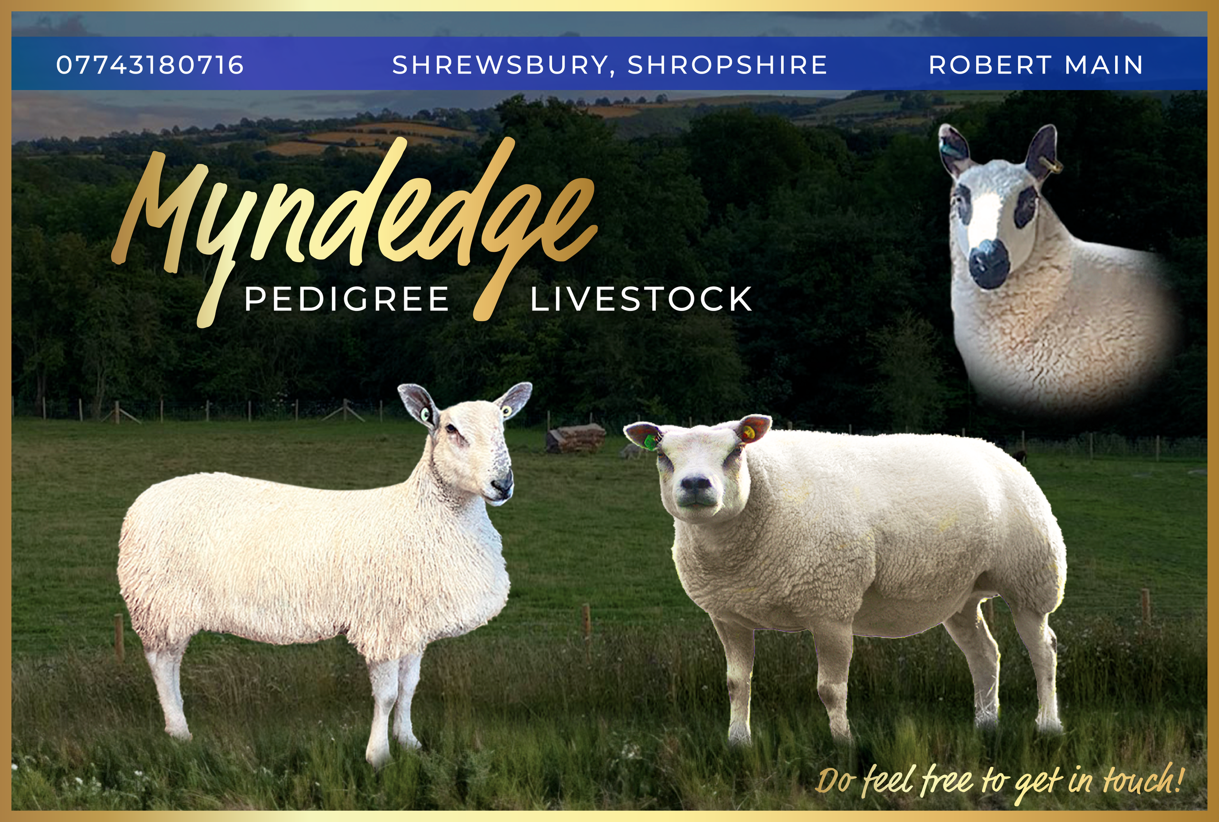 Bespoke sheep farm advert for magazines and social media.