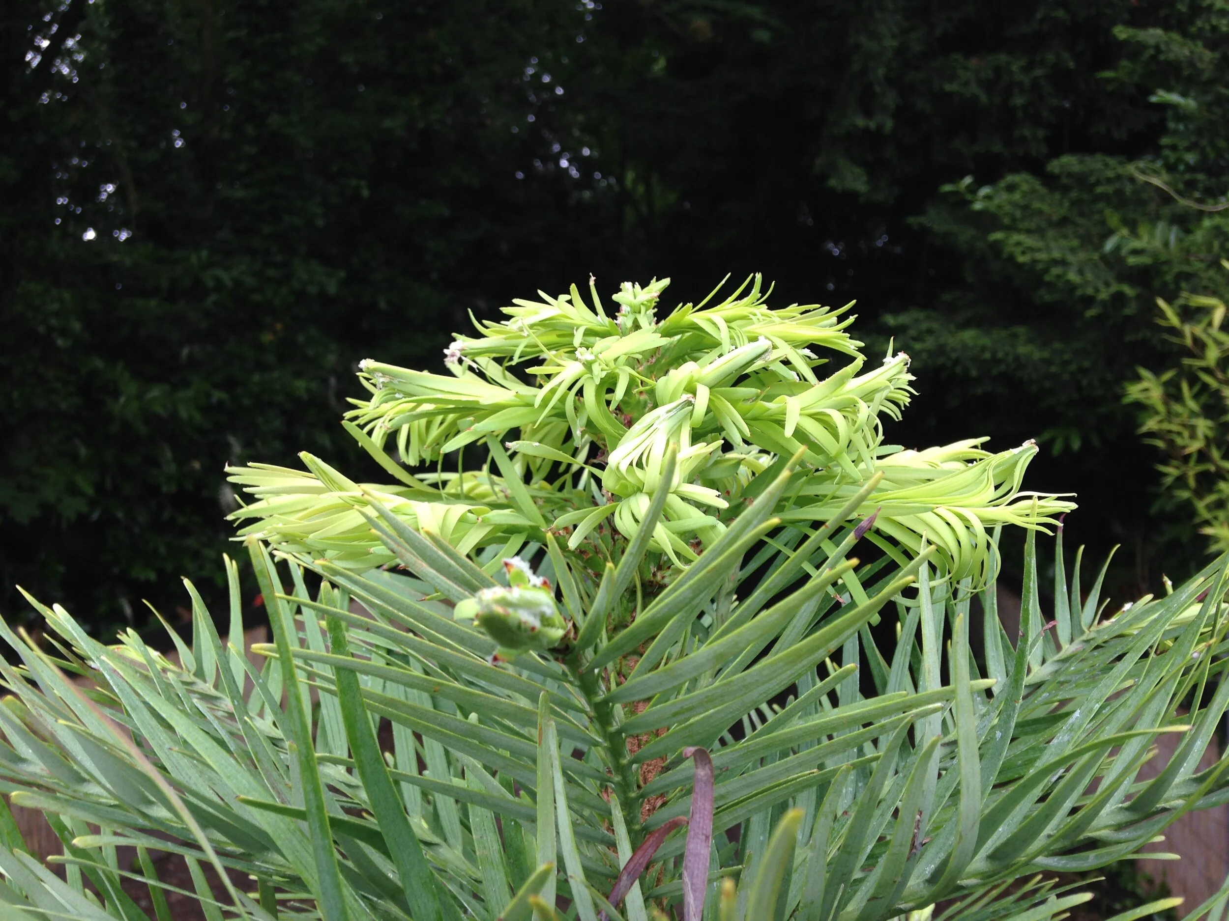 The Wollemi pine: from Australian gorge to a Somerset garden