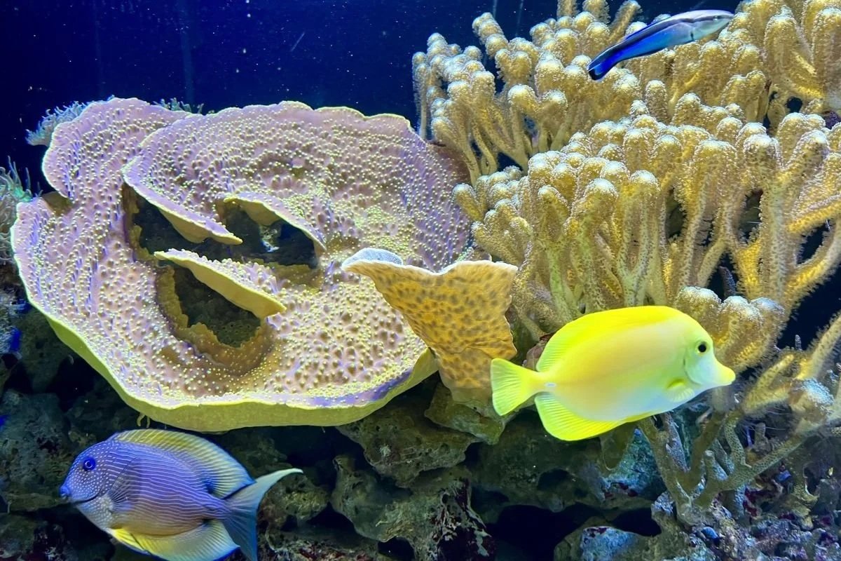 Blue Reef Aquarium Newquay near Teal Lodge Cornwall