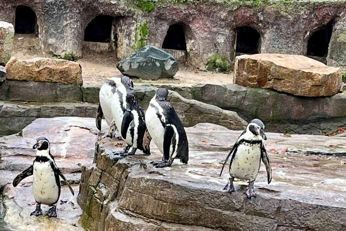 Paradise Park wildlife sanctuary near Hayle Cornwall