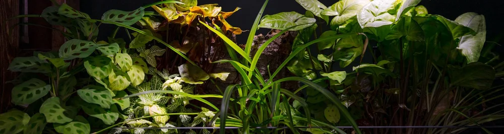 Understanding Riparian Plants — SerpaDesign