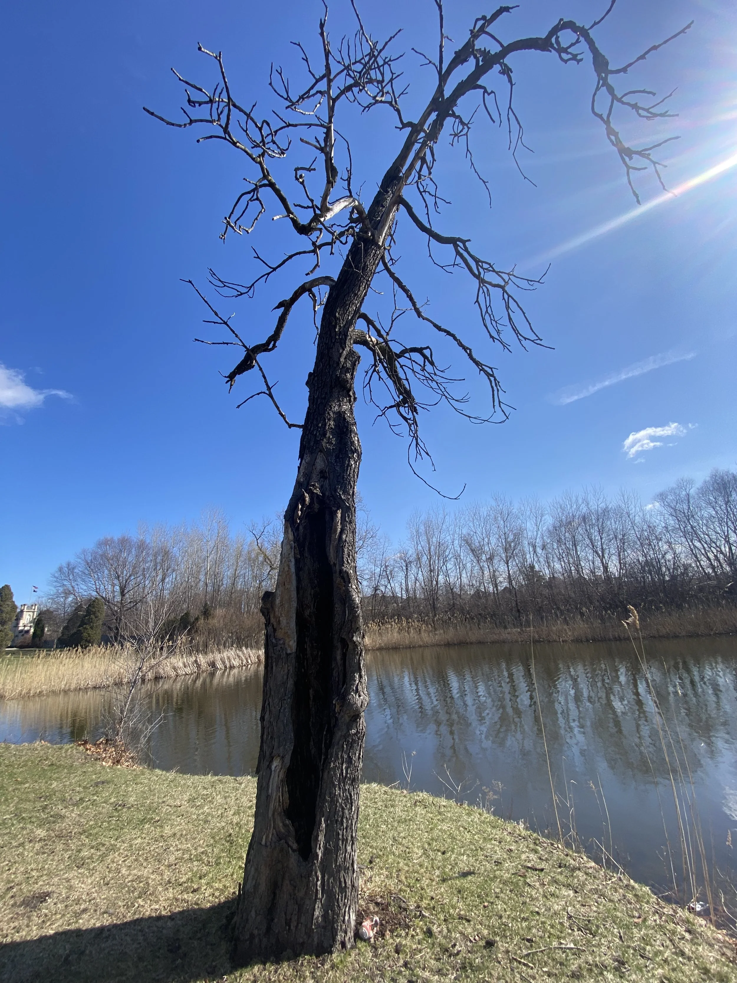 Old, Crooked Tree 😍