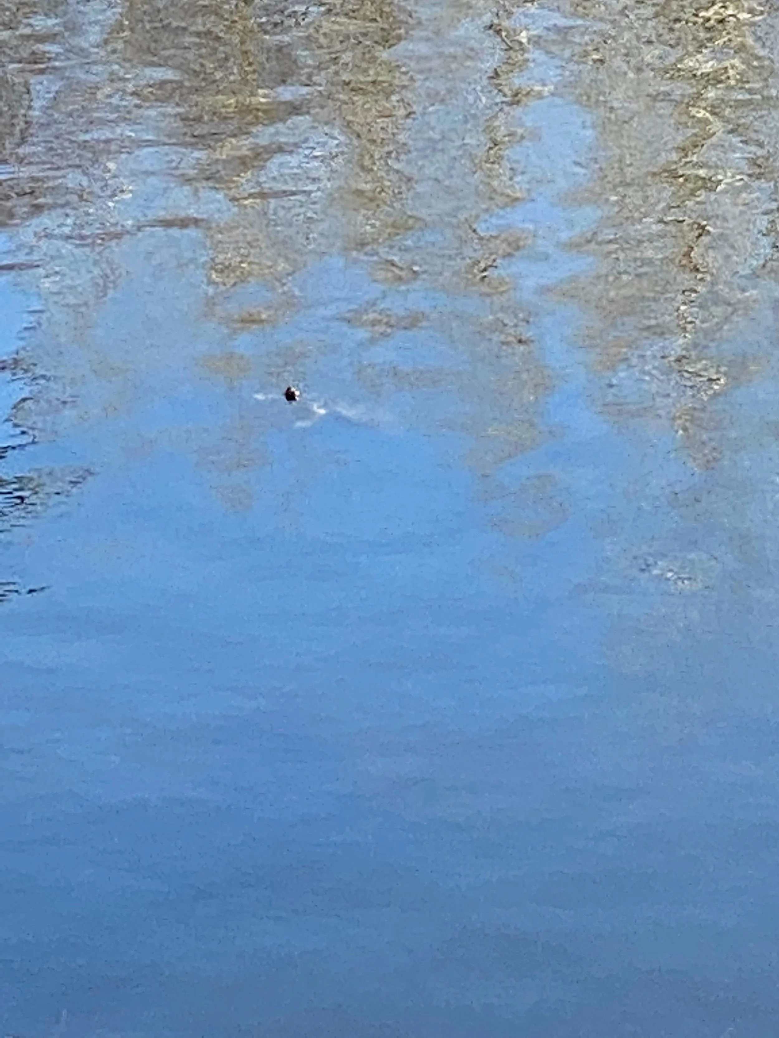 Nature's reflection on the pond is as beautiful as any painting I've ever seen 