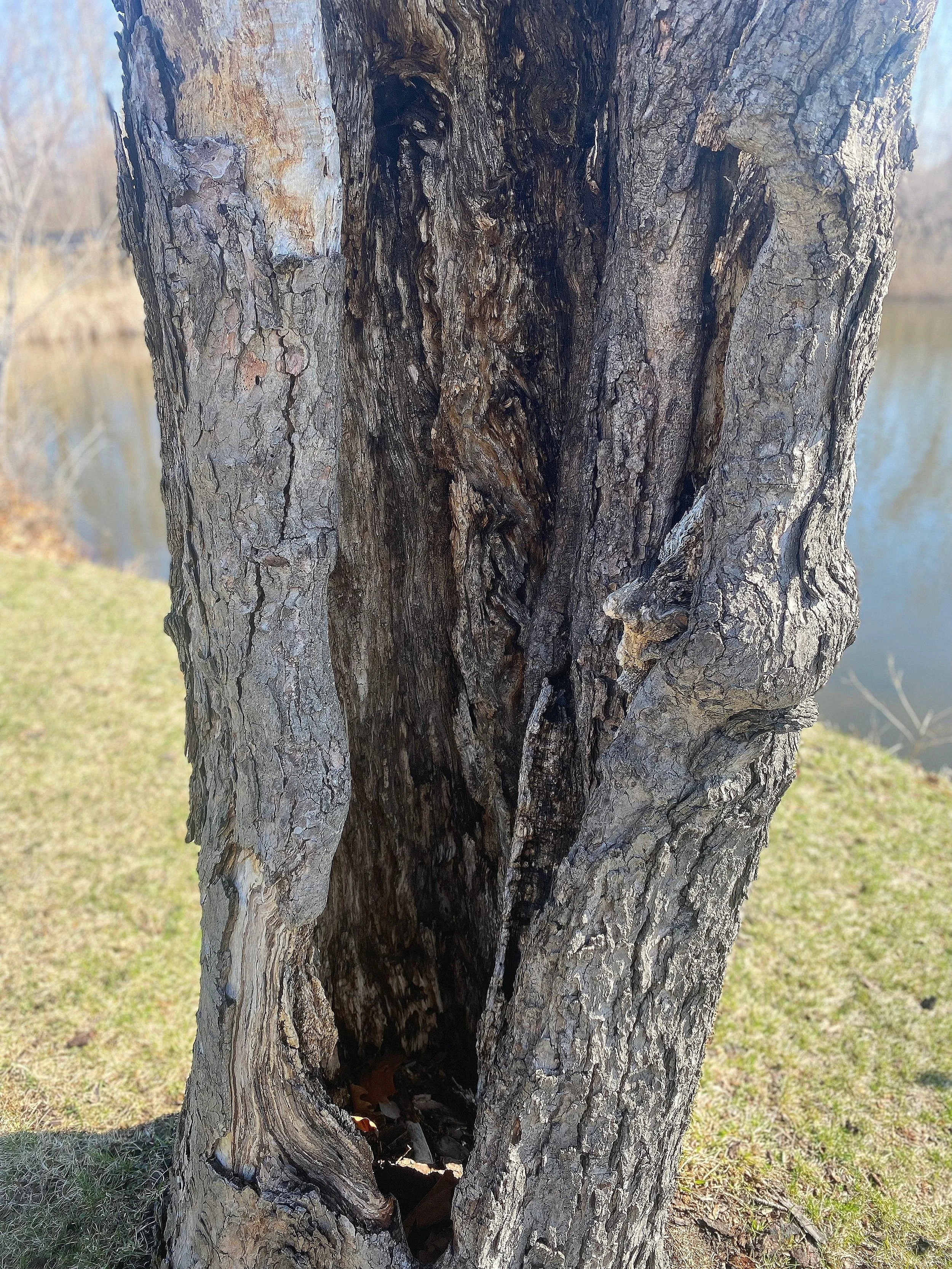 One of many decaying trees at the cemetery