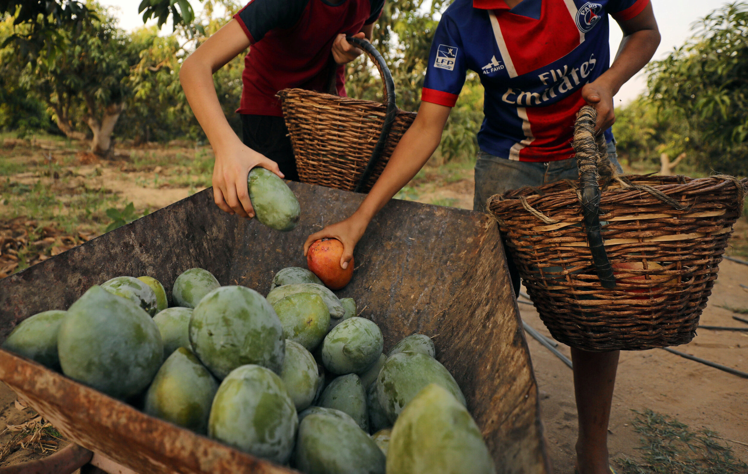 An Ode to the Summer Fruit of Egypt — CSA Reviving Community