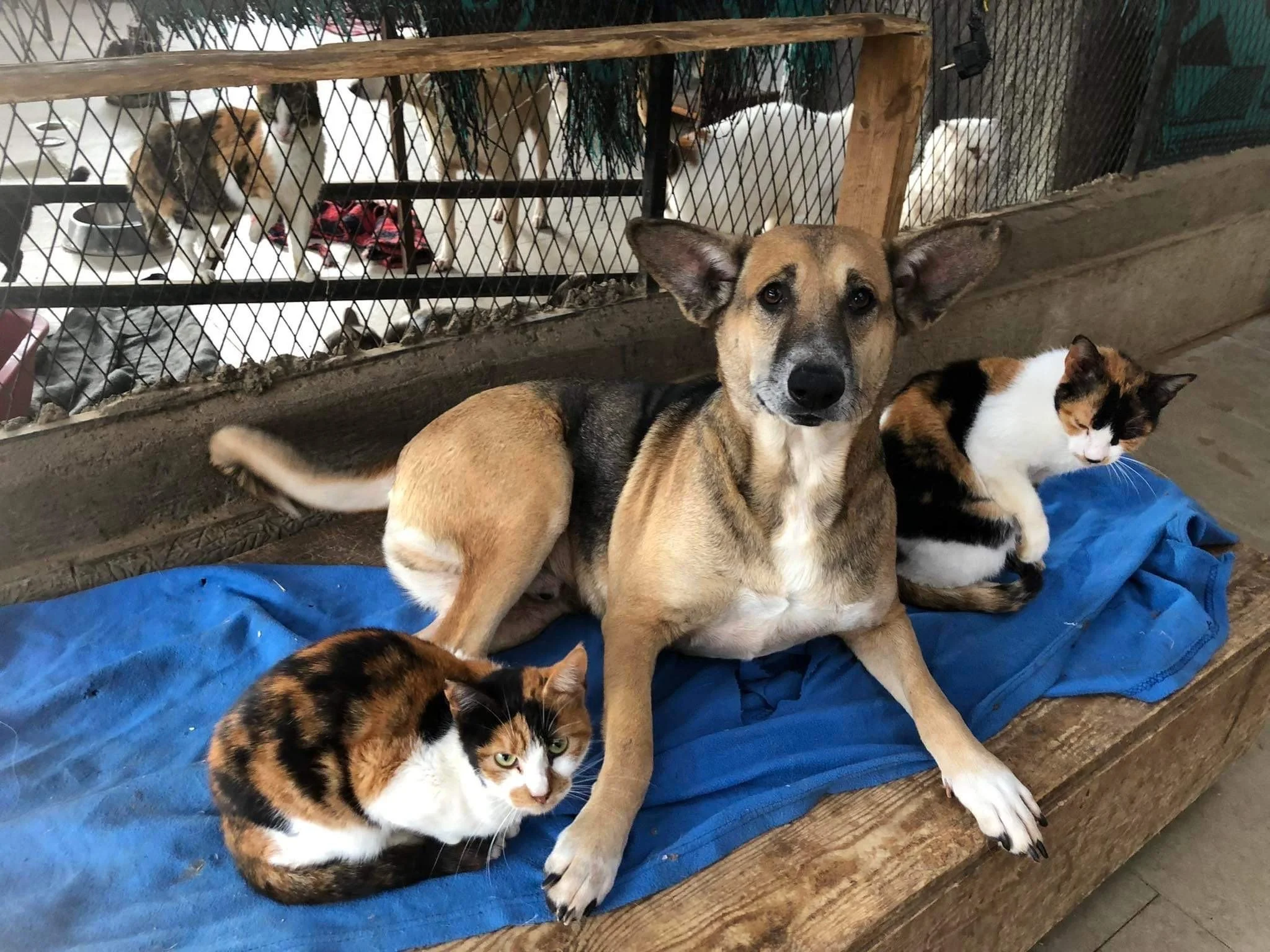 Animal Welfare in Cairo: Shelters and Organizations to Support