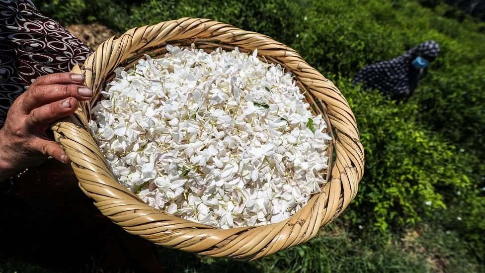 Shubra Beloula: The Egyptian Village Supplying Jasmine To The World