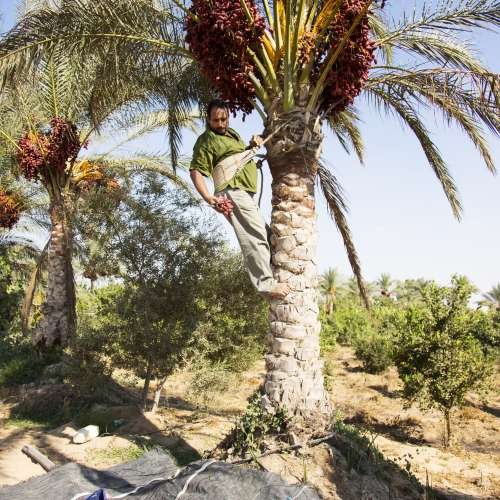 The Arrival of Date Harvest Season&nbsp;