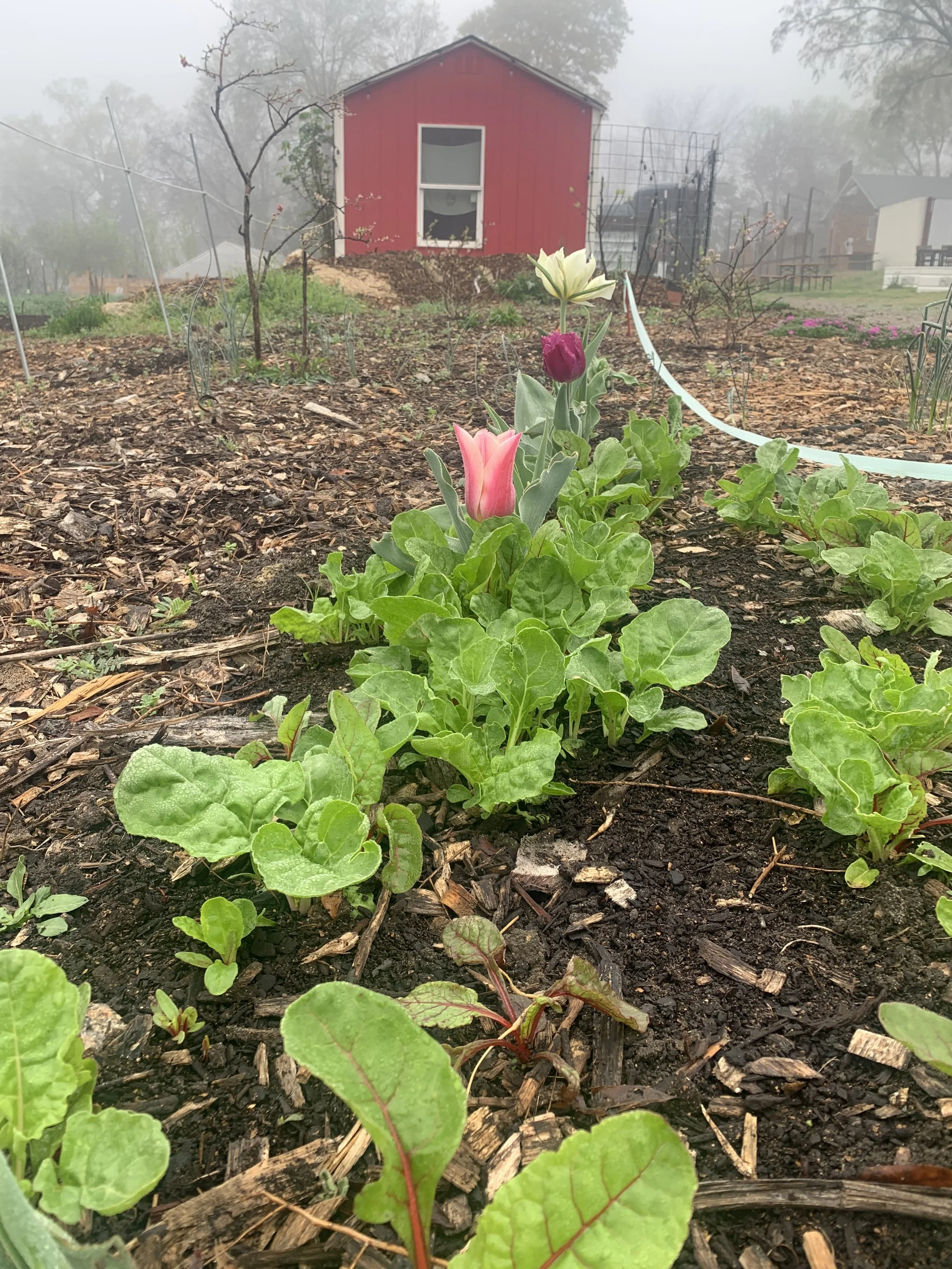 Outdoor Yoga — Maitrī Yoga and Wellness